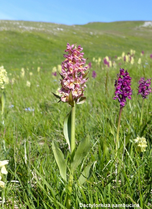 Orchidee a Campo Imperatore tra Medioevo e wilderness  primavera 2023